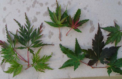 A_palm_trio091004.jpg