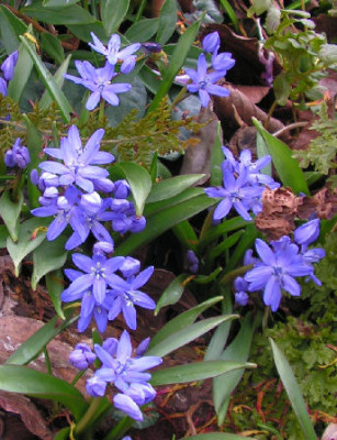 Chionoscilla_allenii_008.jpg