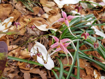 Epimedium Sämling Akane.jpg