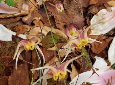 Epimedium Sämling Akane 1.jpg