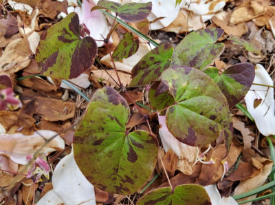 Epimedium Sämling Akane Laub.jpg