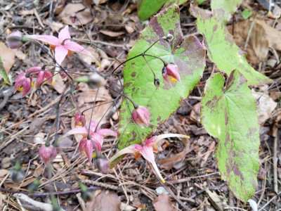 Epimedium Sämling Akane 2.jpg