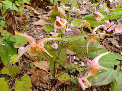 Epimedium Sämling Akane 2_1.jpg