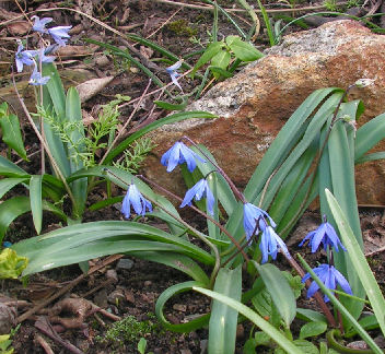 Scilla_melaina_010.jpg