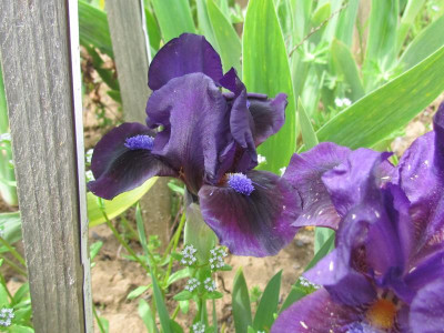 SDB Easy Violet.JPG