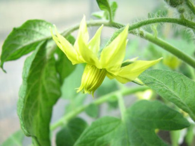 kb07green_giant.jpg