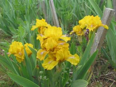 SDB Golden Folly.JPG