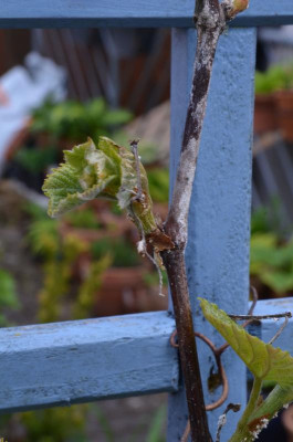 Wein-krank.22-1.jpg