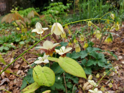 Epimedium Pidiwidi.jpg