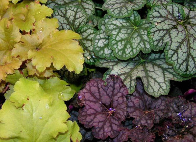 heuchera_trio.jpg