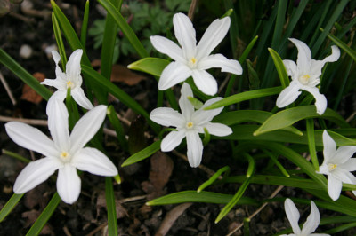 Schneeglanz0208.jpg