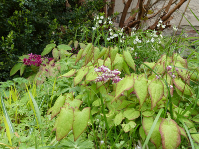 2022-05-01 Epimedium 'Miyako'.jpg