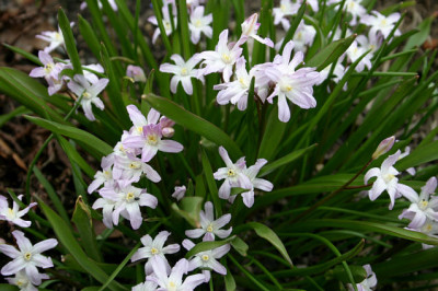 Schneeglanz0408.jpg