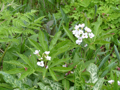 2022-05-01 Cardamine heptaphylla 1.jpg