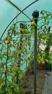 letzte Tomaten 21.jpg