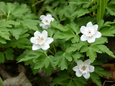 2022-05-01 Anemone nemorosa 'Salt and Pepper'.jpg