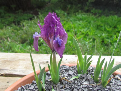 Spec pumila.JPG
