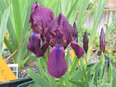 X Onco x cyanea.JPG