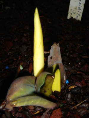 Lysichiton_Hybr._Ivory_Giant.JPG