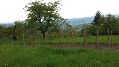 Kirschgarten ES 004.jpg
