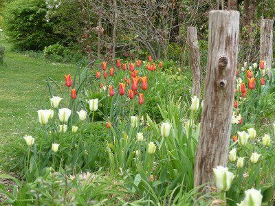 2022-05-01 Tulpen 1.jpg