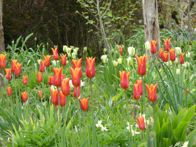 2022-05-01 Tulpen 2.jpg