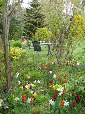 2022-05-01 Tulpen 3.jpg