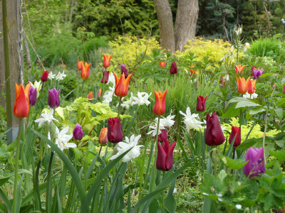 2022-05-01 Tulpen 4.jpg