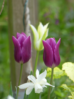2022-05-01 Tulpen 5.jpg