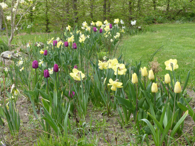 2022-05-01 Tulpen 6.jpg