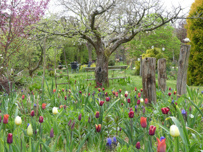 2022-05-01 Tulpen 8.jpg