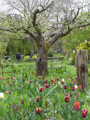 2022-05-01 Gartenimpressionen 3.jpg