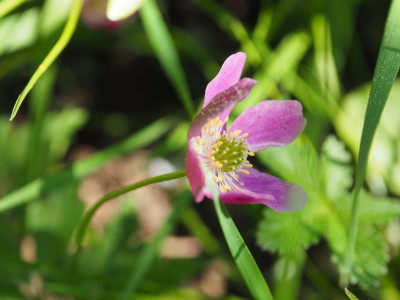 Anemone nemorosa Gigantea rubra P4280370.JPG