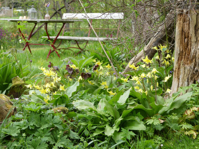 2022-05-01 Erythronium 'Pagoda'.jpg