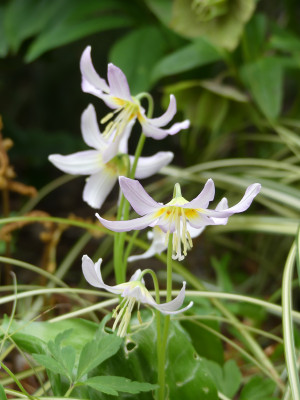 2022-05-01 Erythronium 'Kinfauns Pink'.jpg