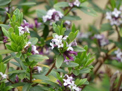 2022-05-01 Daphne tangutica 2.jpg