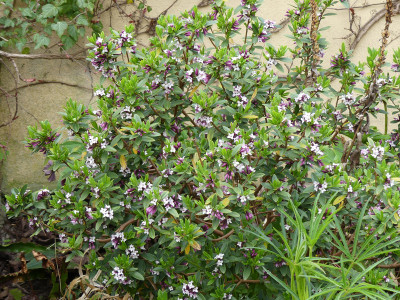 2022-05-01 Daphne tangutica 1.jpg