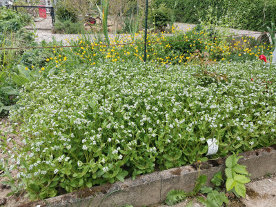 Valerianella locusta Blüte.jpeg