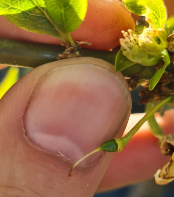 Pluot23.jpg