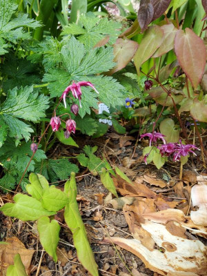 Epimedium Sämling Circe rot zierlich.jpg