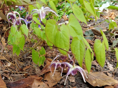 Epimedium Sämling Circe weiß-rot.jpg