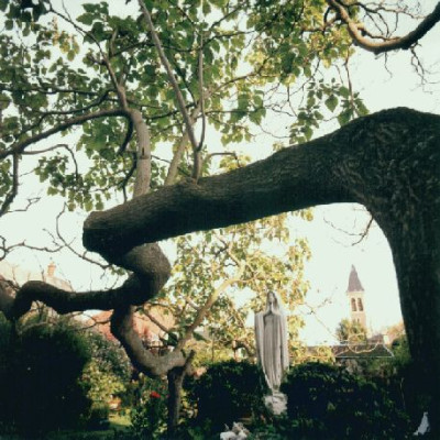 Paulownia_im_Hof.jpg