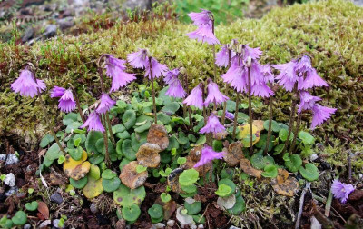 Soldanella hungarica ssp.hungarica 02.05.22.JPG