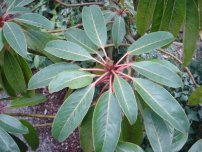 Daphniphyllum_macropodum.JPG