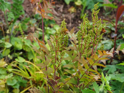 Osmunda regalis Purpurascens P5020380.JPG
