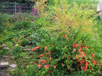 Chaenomeles Cameo Cornus Anny's Winter Orange P5020389.JPG