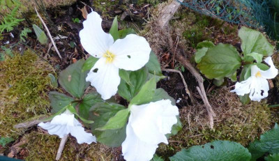 Trillium2022ax1.jpg