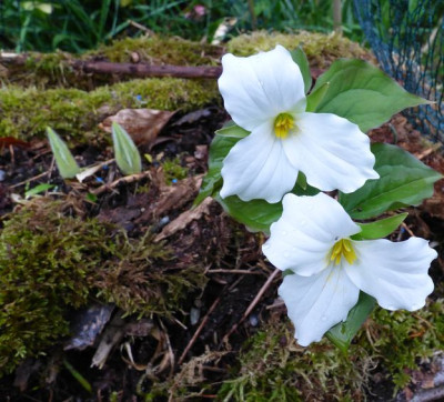 Trillium2022ax2.jpg