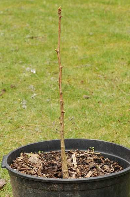 Ginkgo-056-klein.jpg