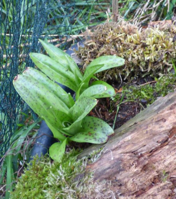 Geflecktes Knabenkraut ax.jpg